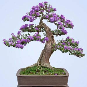 bonsai tree bonsai tree