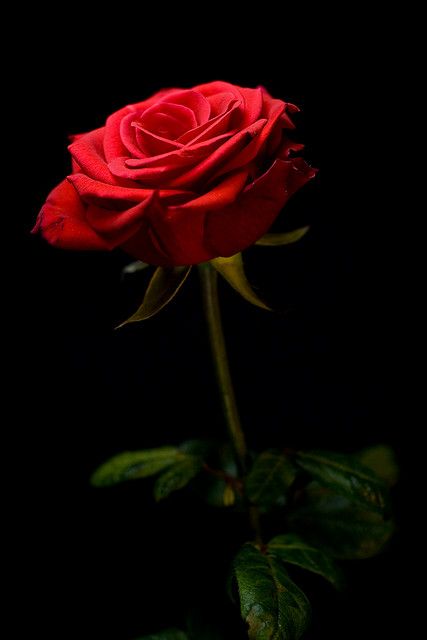 Red Rose